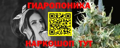бошки Кингисепп